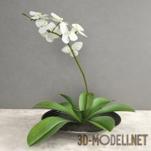 3d-модель Белая орхидея
