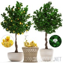 3d-модель Лимонные деревья