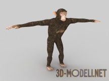 3d-модель Шимпанзе