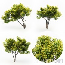 3d-модель Три дерева магнолии