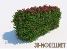 3d-модель Куст Ixora coccinea