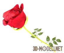 3d-модель Алая роза