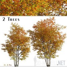 3d-модель Два дерева клена (8 и 9 м)