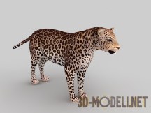 3d-модель Леопард