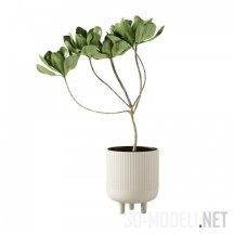 3d-модель Вазон с растением Terracotta Bowl L от Kristina Dam Studio