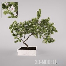 3d-модель Цветущее комнатное деревце