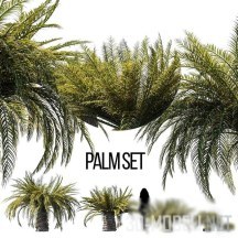 Саговая пальма