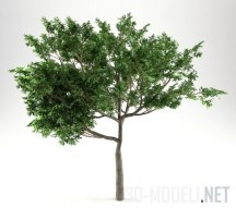 3d-модель Дерево Сассафрас Low-Poly