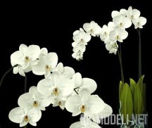 Пышные ветки белой орхидеи