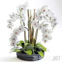 3d-модель Белая орхидея в низком горшке