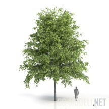 Лиственное дерево 11 м