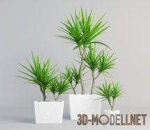 3d-модель Растение Драцена Маргината