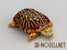 3d-модель Черепаха