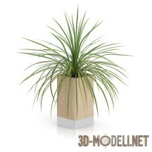 3d-модель Раскидистое комнатное растение
