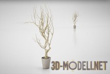 3d-модель Декоративное деревце