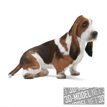 3d-модель Пес породы Basset Hound