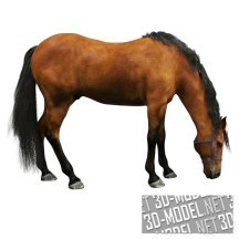 3d-модель Гнедая лошадь