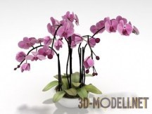 3d-модель Орхидеи в трех видах