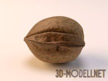 3d-модель Грецкий орех