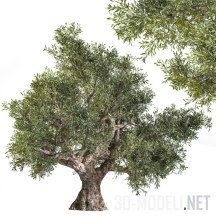 3d-модель Оливковое дерево 02