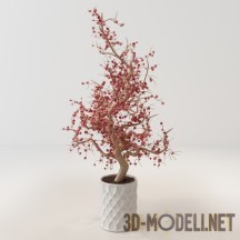 3d-модель Декоративный кустарник в горшке