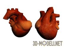 3d-модель Человеческое сердце (анатомия)