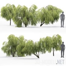 3d-модель Willow - Tree