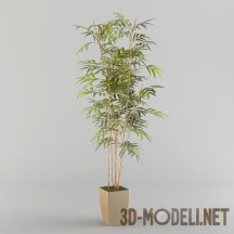 3d-модель Растущий бамбук в кадке
