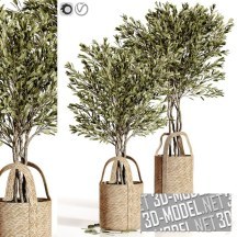 3d-модель Оливковые деревья в плетеных корзинах
