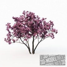 3d-модель Дерево магнолия (Magnolia Liliflora)