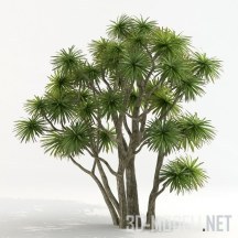 Древесное растение кордилина южная