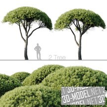 3d-модель Дерево Pinus Pinea