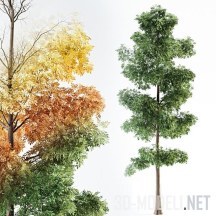 3d-модель Деревья 4 сезона