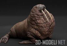 3d-модель Тихоокеанский морж