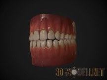 3d-модель Человеческая челюсть: зубы и язык