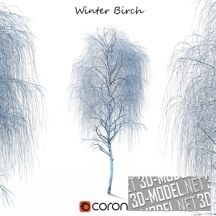 3d-модель Дерево береза зимой