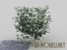 3d-модель Бобовник альпийский