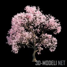 3d-модель Цветущая сакура