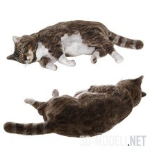 3d-модель Спящий толстый кот