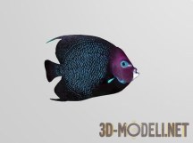 3d-модель Тропическая рыбка
