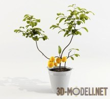 3d-модель Фруктовое дерево в жестяном декоративном ведре