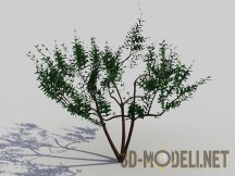 3d-модель Оливковое дерево low-poly