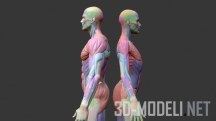 Анатомические модели мышц мужчины и женщины