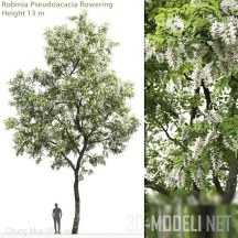 3d-модель Дерево белой акации (Робиния)