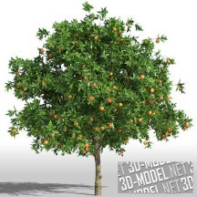 3d-модель Апельсиновое дерево с сочнми плодами