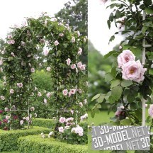 3d-модель Садовая арка с вьющейся розой