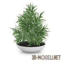 3d-модель Пышное комнатное растение