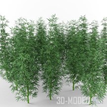 3d-модель Растения конопля
