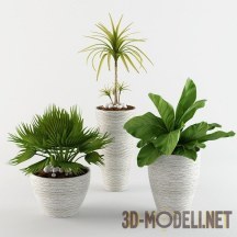 Три декоративных растения в белых горшках