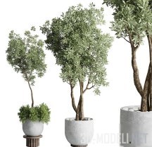 3d-модель Композиция из растений в горшках